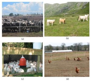 Four photos showing farm animals in different types of enclosures.