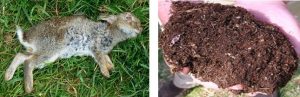 Two photos: a dead rabbit, and brown soil.