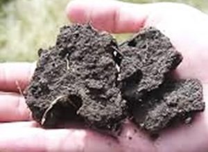 A open hand holding clumps of soil