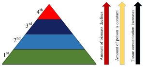 A pyramid divided into four horizontal layers of different colors and three arrows.
