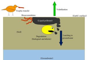 A cartoon-like diagram of soil pollutant, organisms, groundwater.