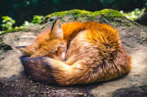 A red fox sleeping curled up on a rock