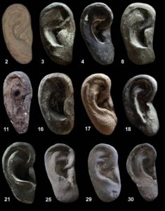 Photograph showing 12 different types of earlobes used to create the warriors.